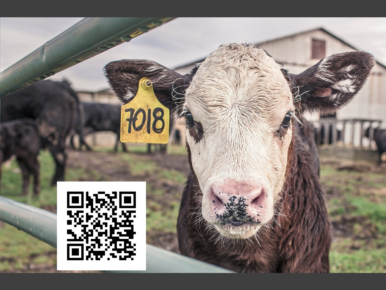 A Two-Part Workshop on Livestock Health and Animal Mortality