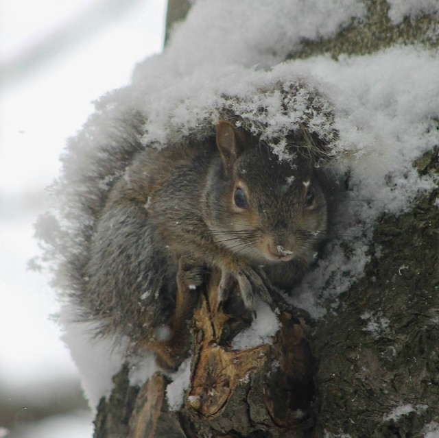 Squirrel Rescue, Oswego Style