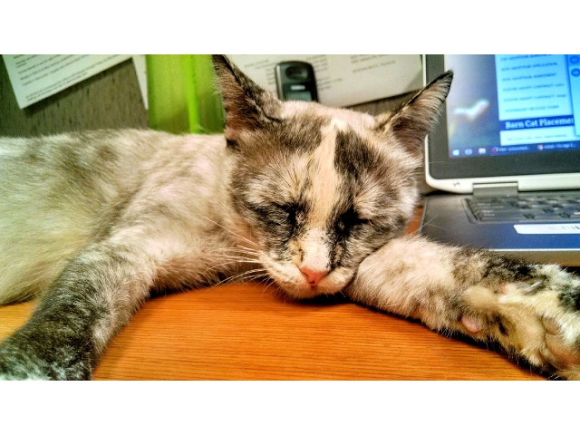 Adopt a Pet Today: Maria, Looking For Someone Else To Love