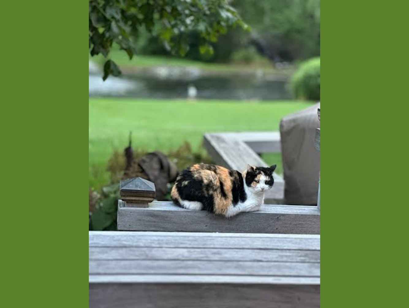 Callie: Pet of the Week