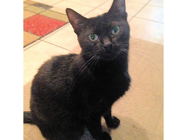 Adopt a Pet Today: Cher, Quiet and Independent