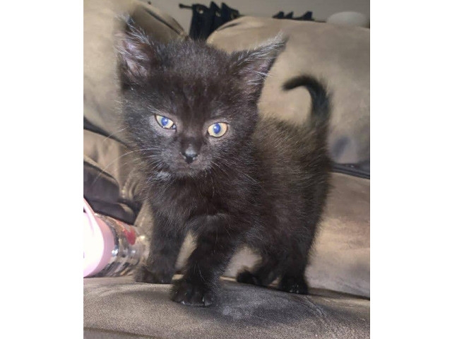 Adopt A Pet Today: Eddie Sure Likes People