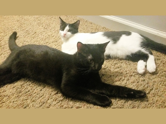 Adopt a Pet Today: Lilo and Stitch