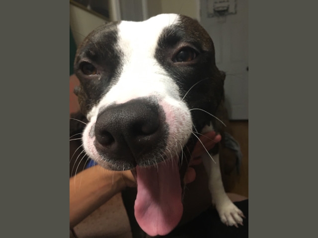 'Suzi' and Oswego County Humane Society to Present Rover Run 5K and Family Day Sept 10th