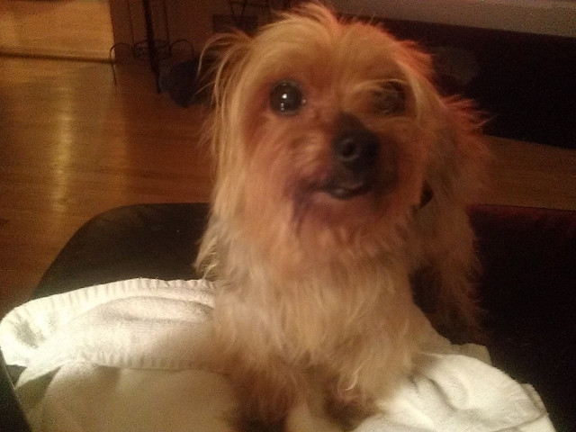 Oswego Man Loses 70 Pounds to Rescue 4 Pound Yorkie Pup
