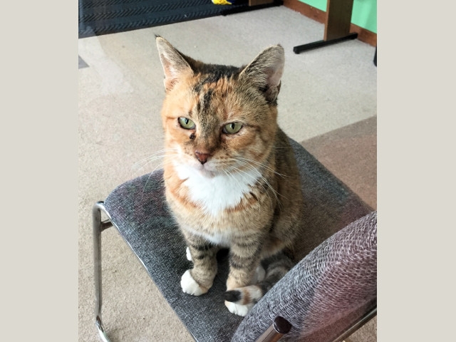 Adopt a Pet Today: Autumn, Sweet and Laid-Back