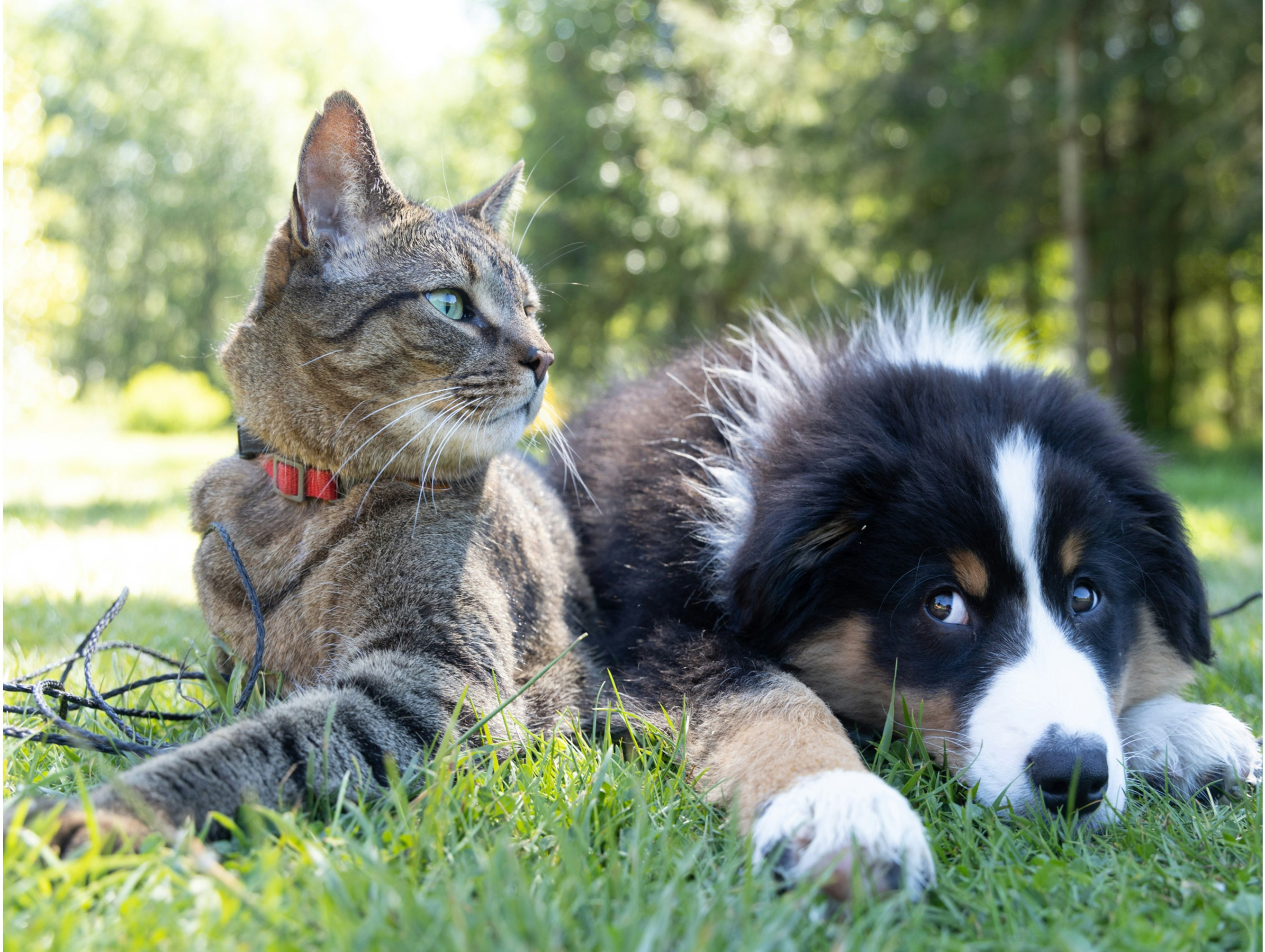 Oswego County Offers First Rabies Vaccination Clinic