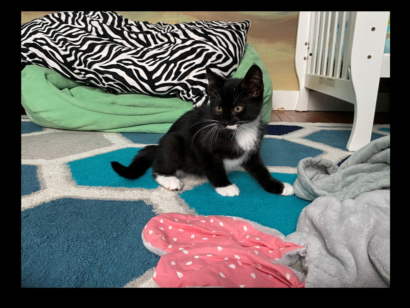 Robbie: Pet of the Week