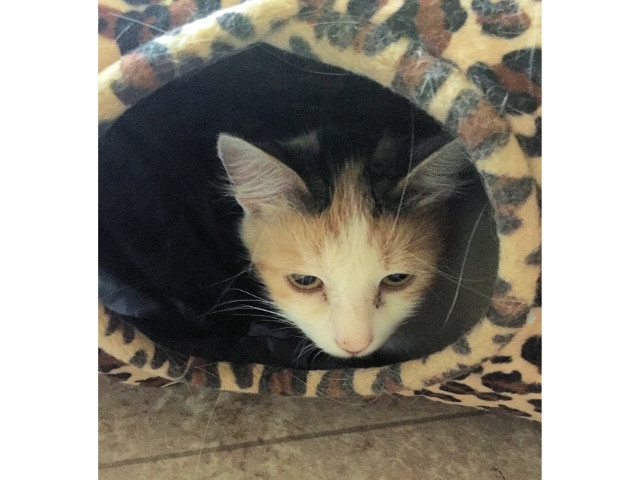 Adopt a Pet Today: Heidi Needs a Home of Her Own