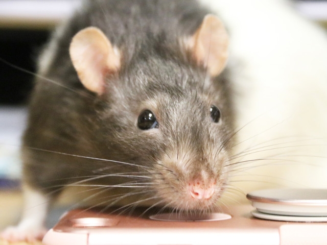 KPS 5th Graders Foster Rats to be Adopted