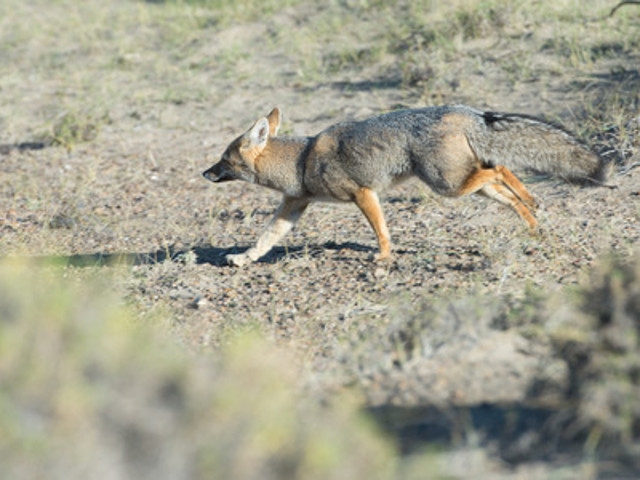 Fox Tests Positive for Rabies in Sandy Creek