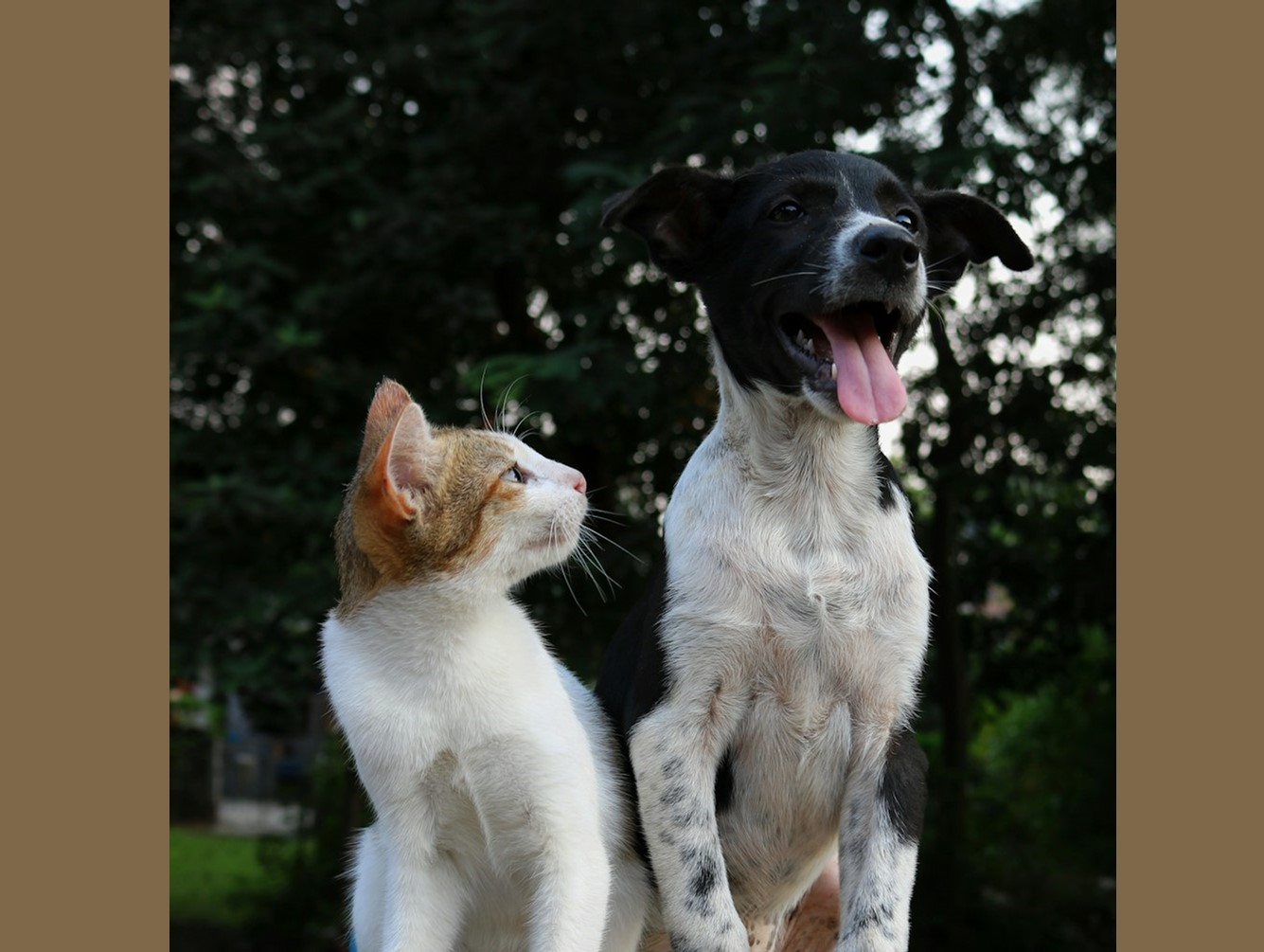 Bring Your Pets to Rabies Vaccination Clinic May 15