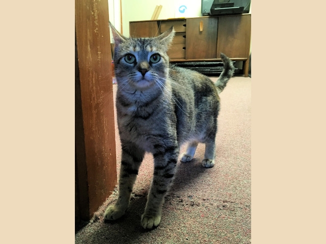 Adopt A Pet Today: Brook Is Really, Really Shy