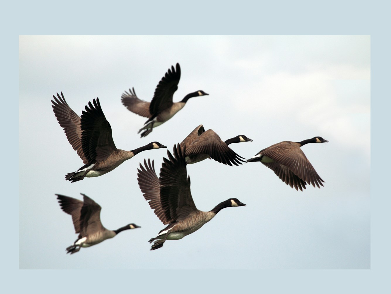 Oswego County Offers Tips and Resources for "Bird Flu"