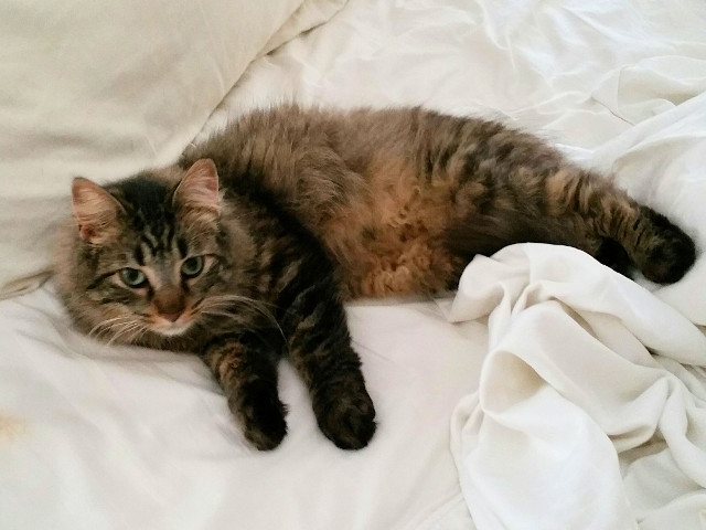 Adopt a Pet Today: Malone, a Big Handsome Boy