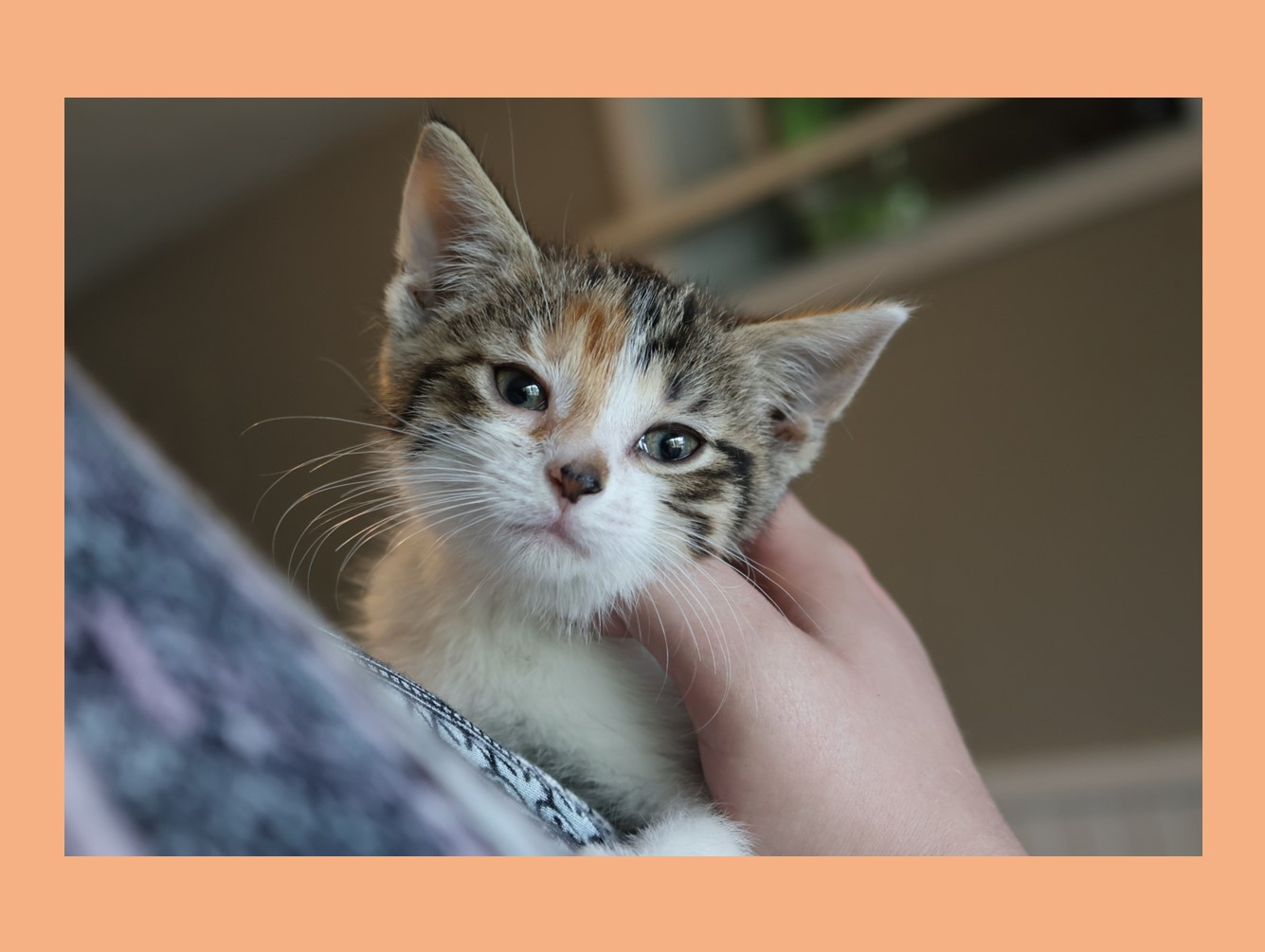 Snap: Pet of the Week