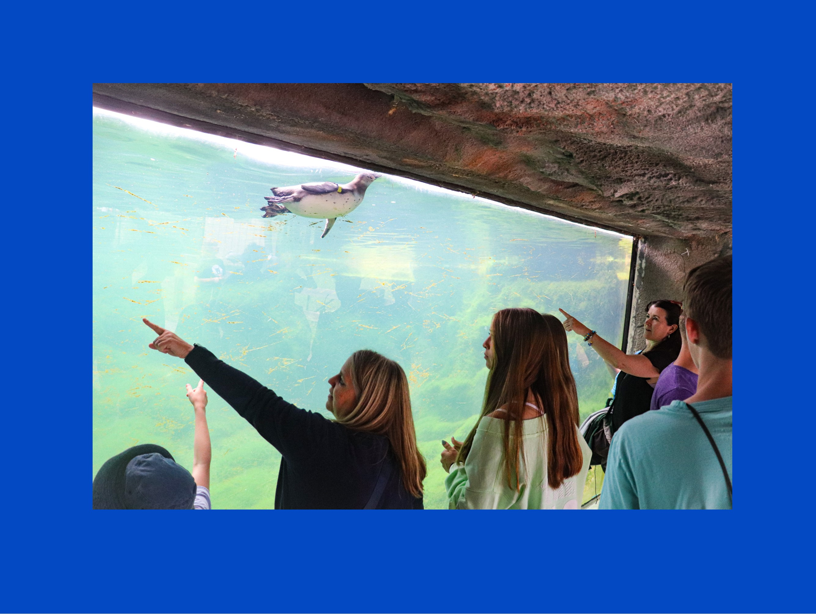 CITI Distance Learning ASL Class Signs Around Zoo