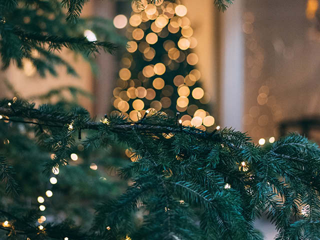 Enjoy the Holiday Season with a Local Christmas Tree