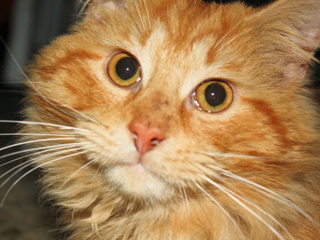 Adopt a Pet Today: Jameson, a Bit of a Maine Coon?