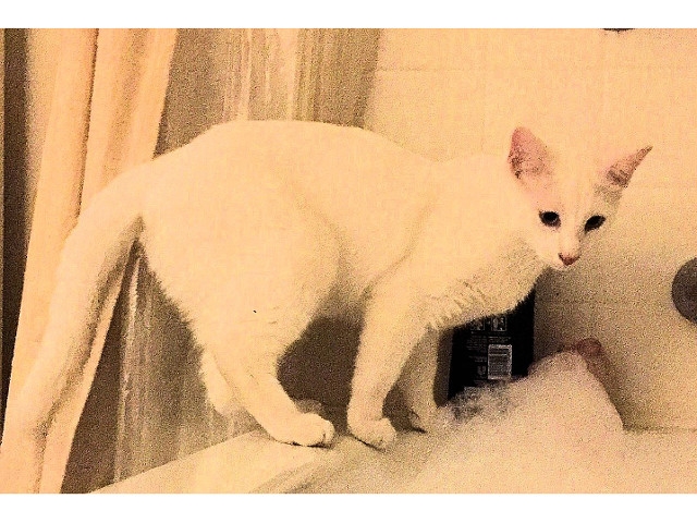 Adopt a Pet Today: Gorgeous "Snowy White"