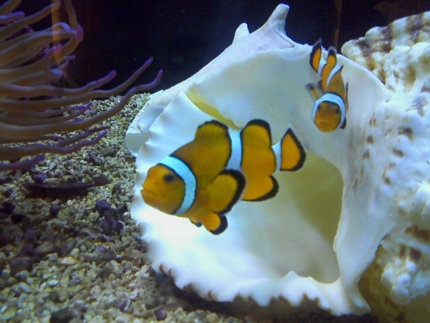 'Daughters' to exhibit two young artists' works at Oswego State Downtown