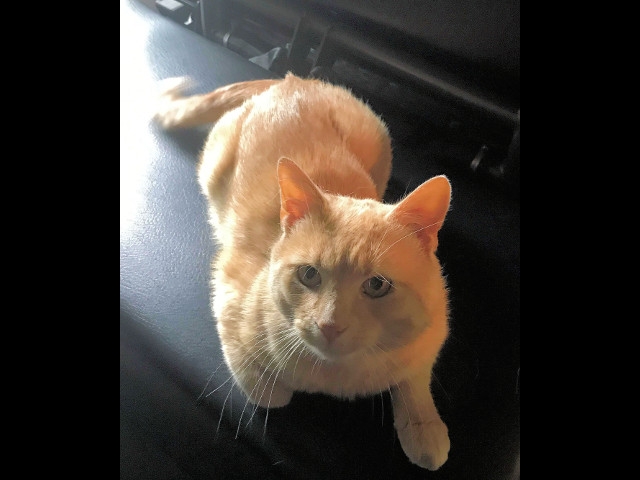 Adopt a Pet Today: BeBe is Sweet, Handsome and Affectionate
