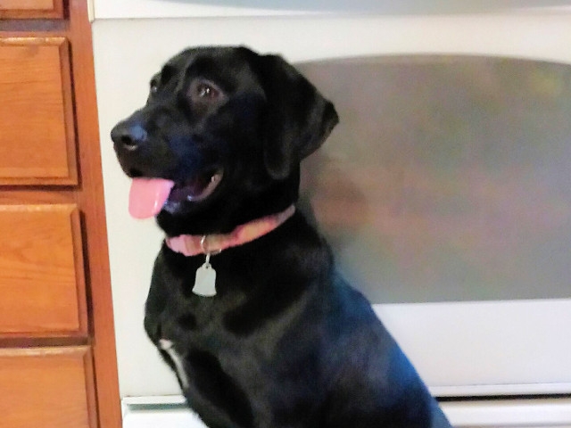 Adopt a Pet Today: Holly, Big and Goofy