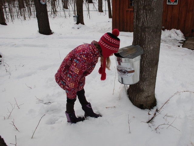 Oswego County Sugarmakers Set for 2018 Maple Weekends