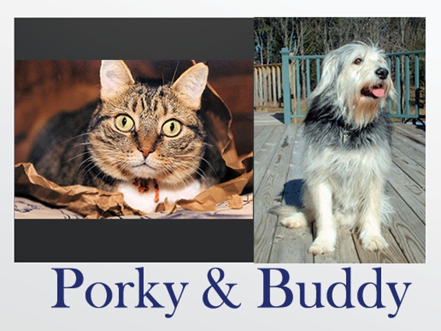 Porky &amp; Buddy Column: How Do I 'Foster' A Rescued Pet?