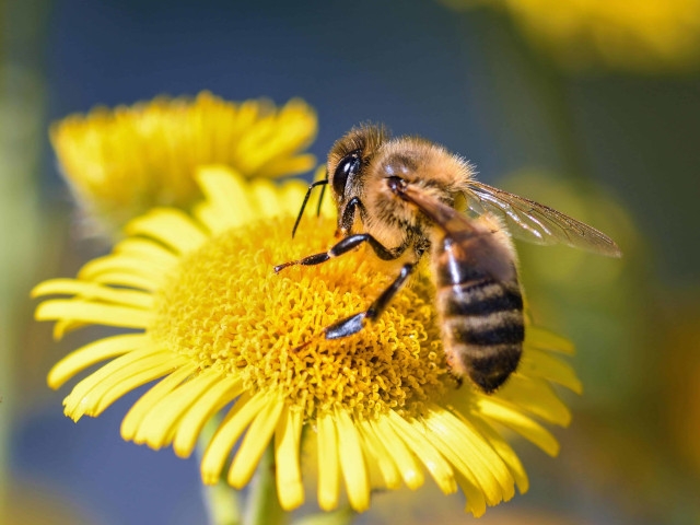 "Decline of Honeybees and Other Native Pollinators" Free Virtual Workshop May 12th