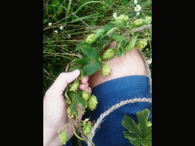 Hop Harvest on Hump Day