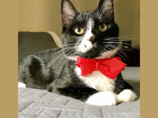 Adopt A Pet Today: Caesar, Six-Month Old Tuxedo