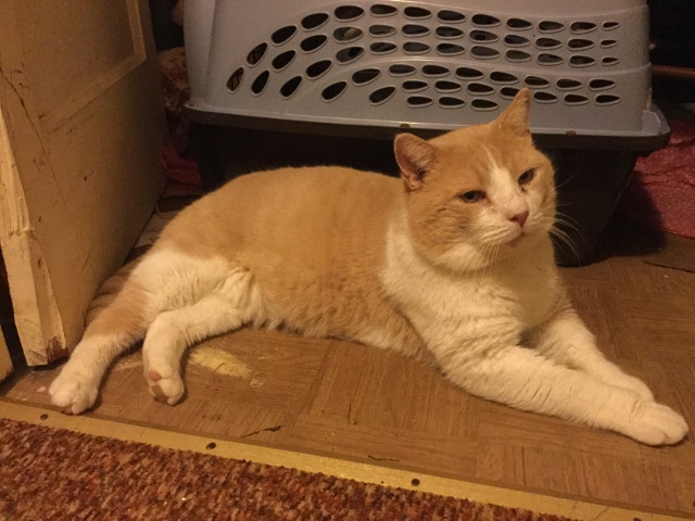 Adopt a Pet Today: Ben Hur Love A Good Back Scratch