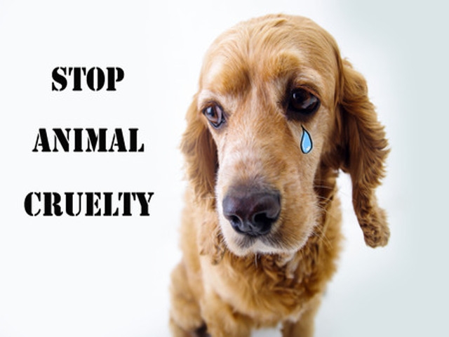 U.S. Rep John Katko Unveils Legislation to Protect Animal Fighting Victims &amp; Save Taxpayer Dollars