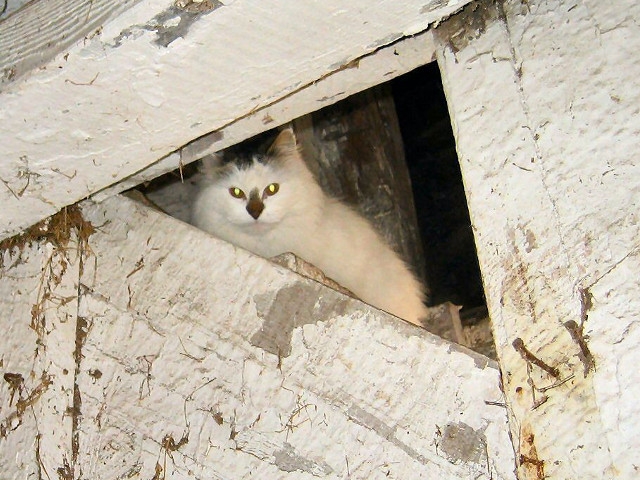 Adopt a Pet Today: Barn Cats, Looking for a Barn