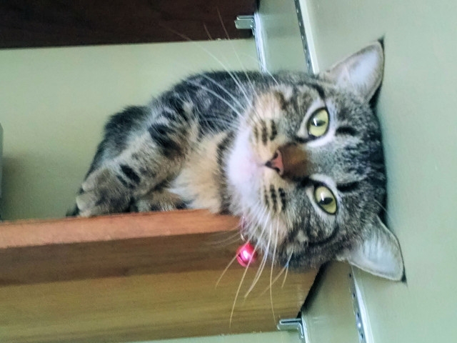 Adopt a Pet Today: Bella