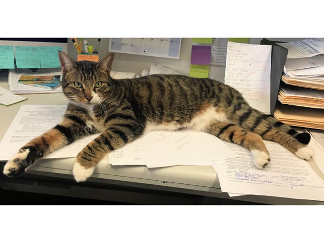 Adopt a Pet Today: Corey, a Big, Handsome Lug
