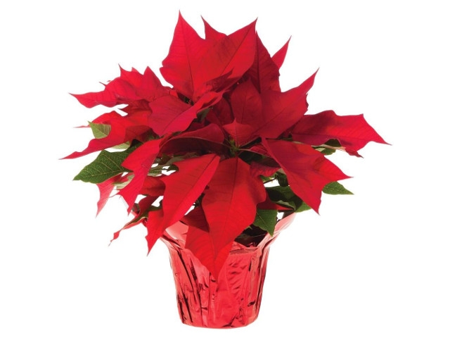 Children's Board 31st Annual Poinsettia Sale Announced