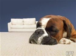 Scratching the right itch: Does your pet have seasonal allergies?