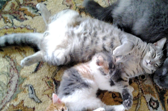 Adopt a Pet Today: Harrison Loves to Lay Around
