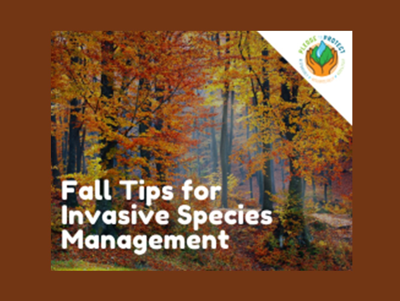 SLELO Prism Offers Fall Tips &amp; Resources for Invasive Species Management