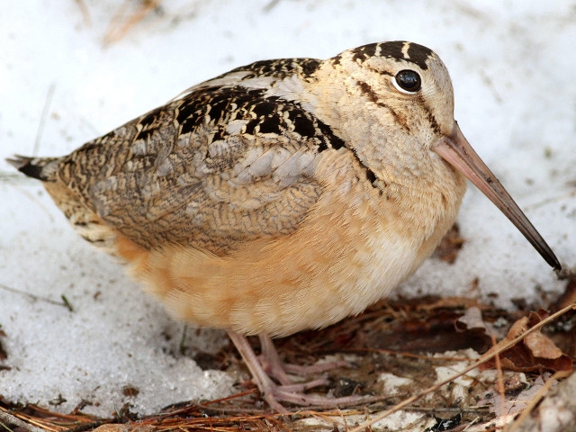 'Timberdoodle Time' April 27 at Amboy 4-H Environmental Education Center
