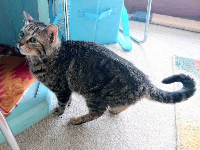 Adopt A Pet Today: Bella, Ready For A New Home