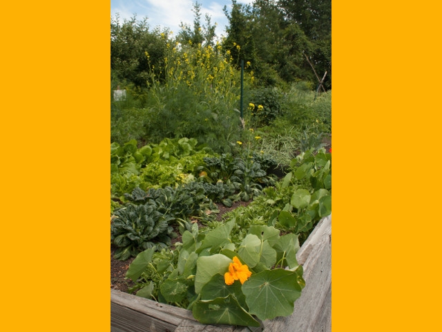 Nothing Says "Community" Like a Community Garden