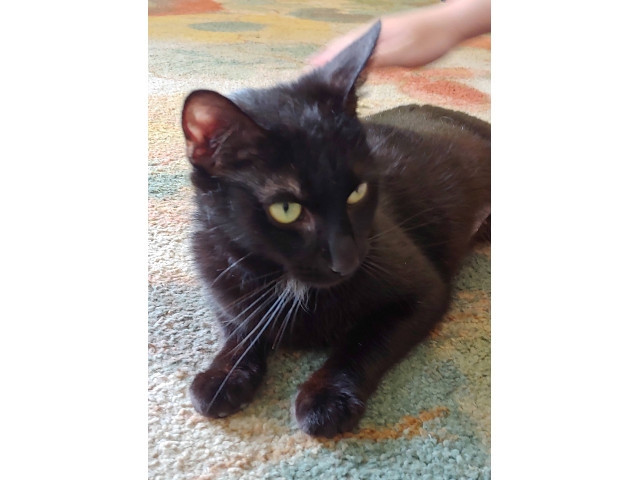 Adopt A Pet Today: Calliope, Your New BFF