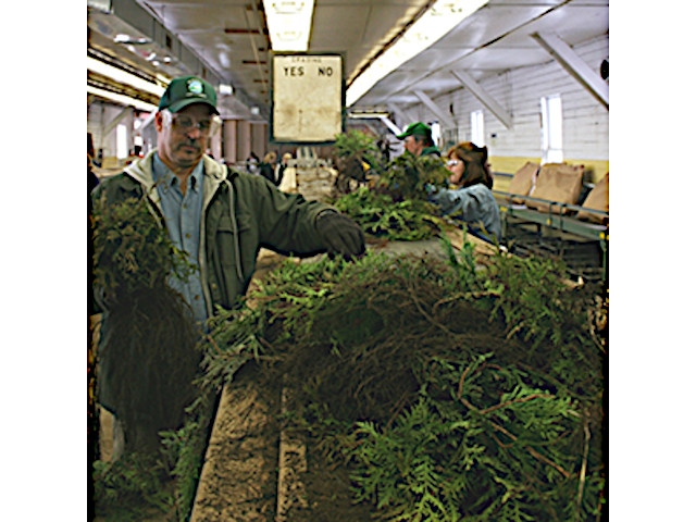 DEC Announces Start of Annual Tree and Shrub Seedling Sale