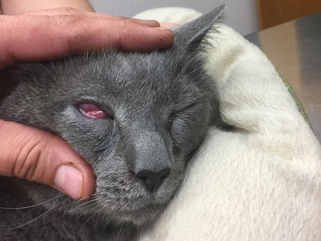 Oswego County Humane Society Offers $1000 Reward in Animal Cruelty Case