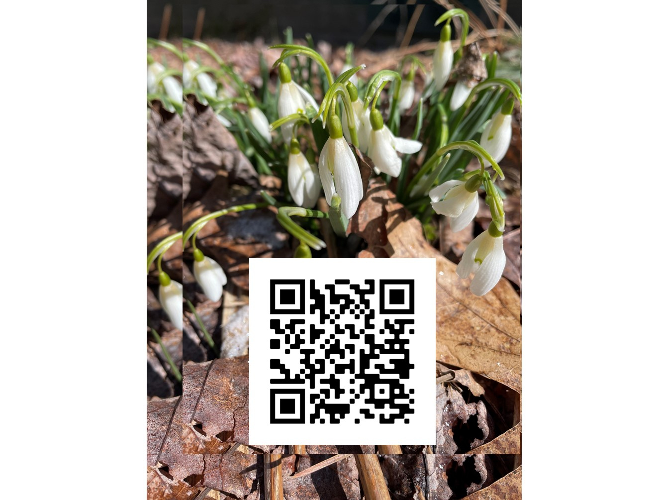 Spring Forward at the Amboy 4-H Environmental Education Center