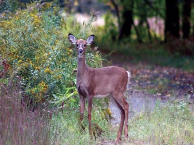 Public Cautioned Against Disturbing Fawns and Other Young Wildlife