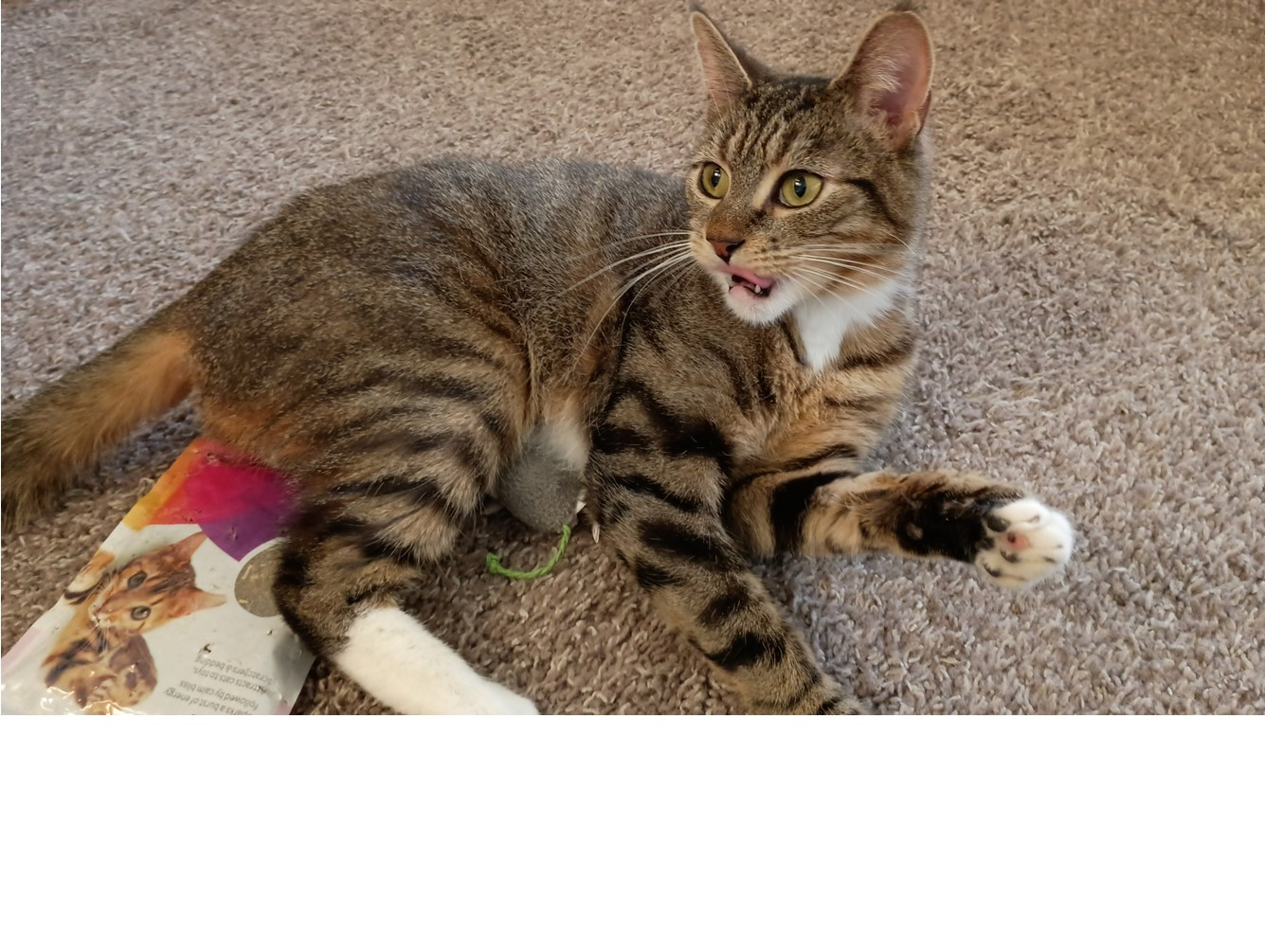 Coconut: Pet of the Week